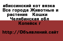 абиссинский кот вязка - Все города Животные и растения » Кошки   . Челябинская обл.,Копейск г.